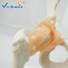 Professional Hip Joint Anatomical Skeleton Model Full Size VIC-110